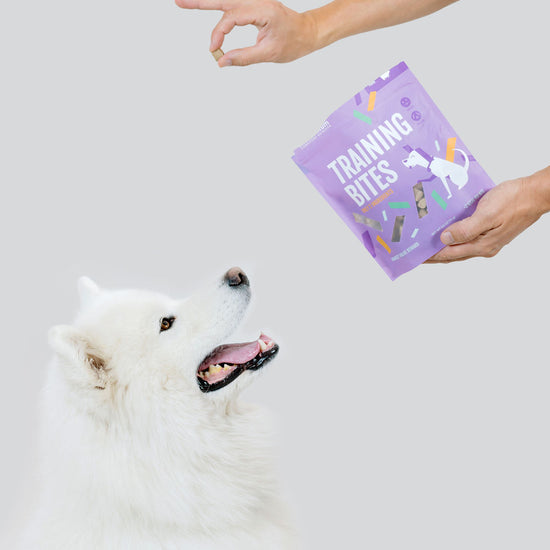 Momentum freeze-dried pork training bites single ingredient high protein treats being fed to dog