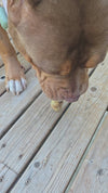 Light Chewer Bundle